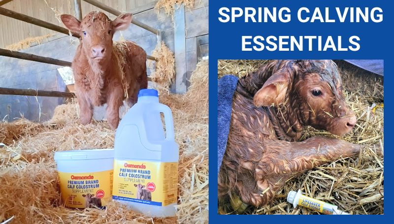  image showing Osmonds cattle products to help with calf scouring and support the digestive system