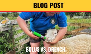 BOLUS VS. DRENCH - CHOOSING THE RIGHT VITAMIN, MINERAL & TRACE ELEMENT SUPPLEMENTATION FOR LIVESTOCK