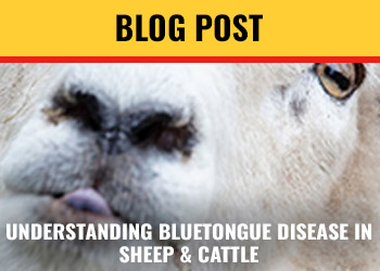 UNDERSTANDING BLUETONGUE DISEASE IN CATTLE AND SHEEP